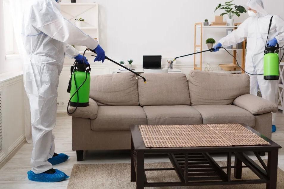 What Is a rug Moth, and How Do You Get Rid of It?